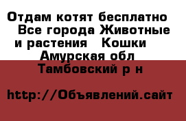 Отдам котят бесплатно  - Все города Животные и растения » Кошки   . Амурская обл.,Тамбовский р-н